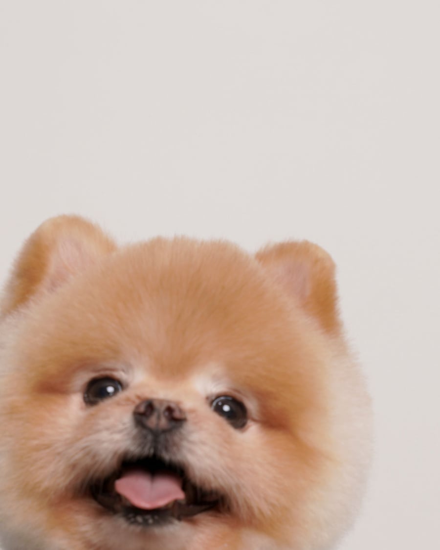 Portrait studio d'un poméranien sable