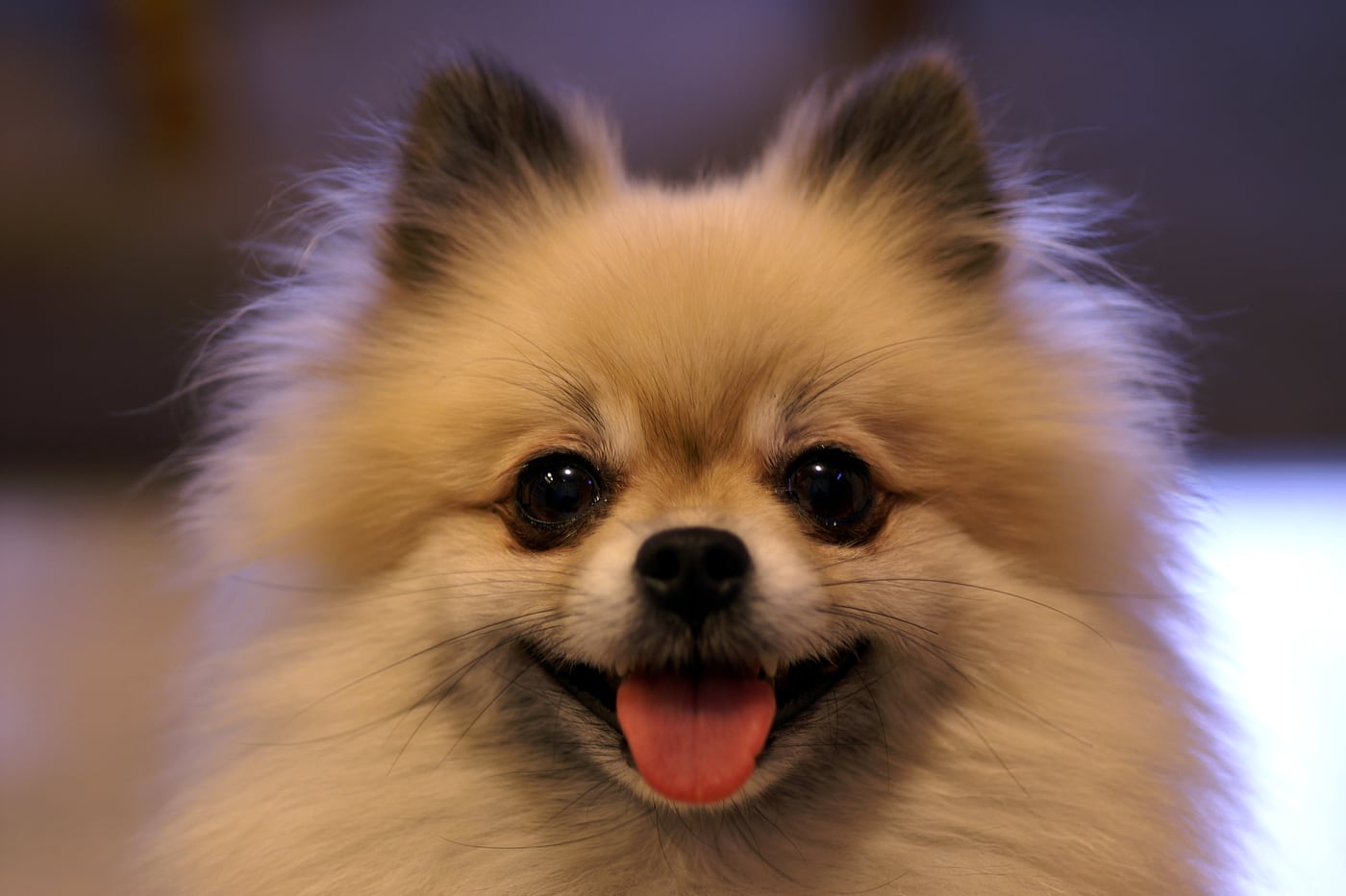 Poméranien sable souriant, gros plan